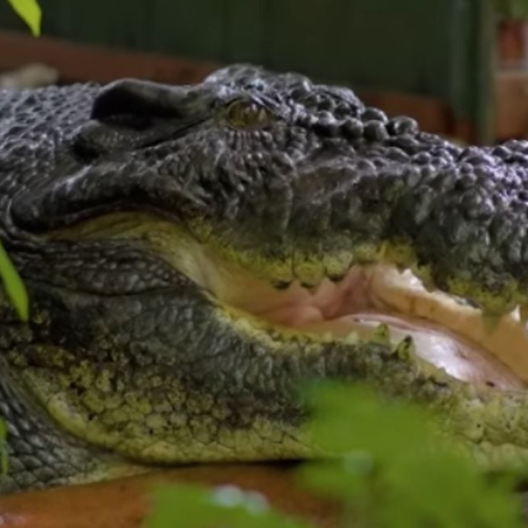 Maior crocodilo em cativeiro do mundo morre na Austrália