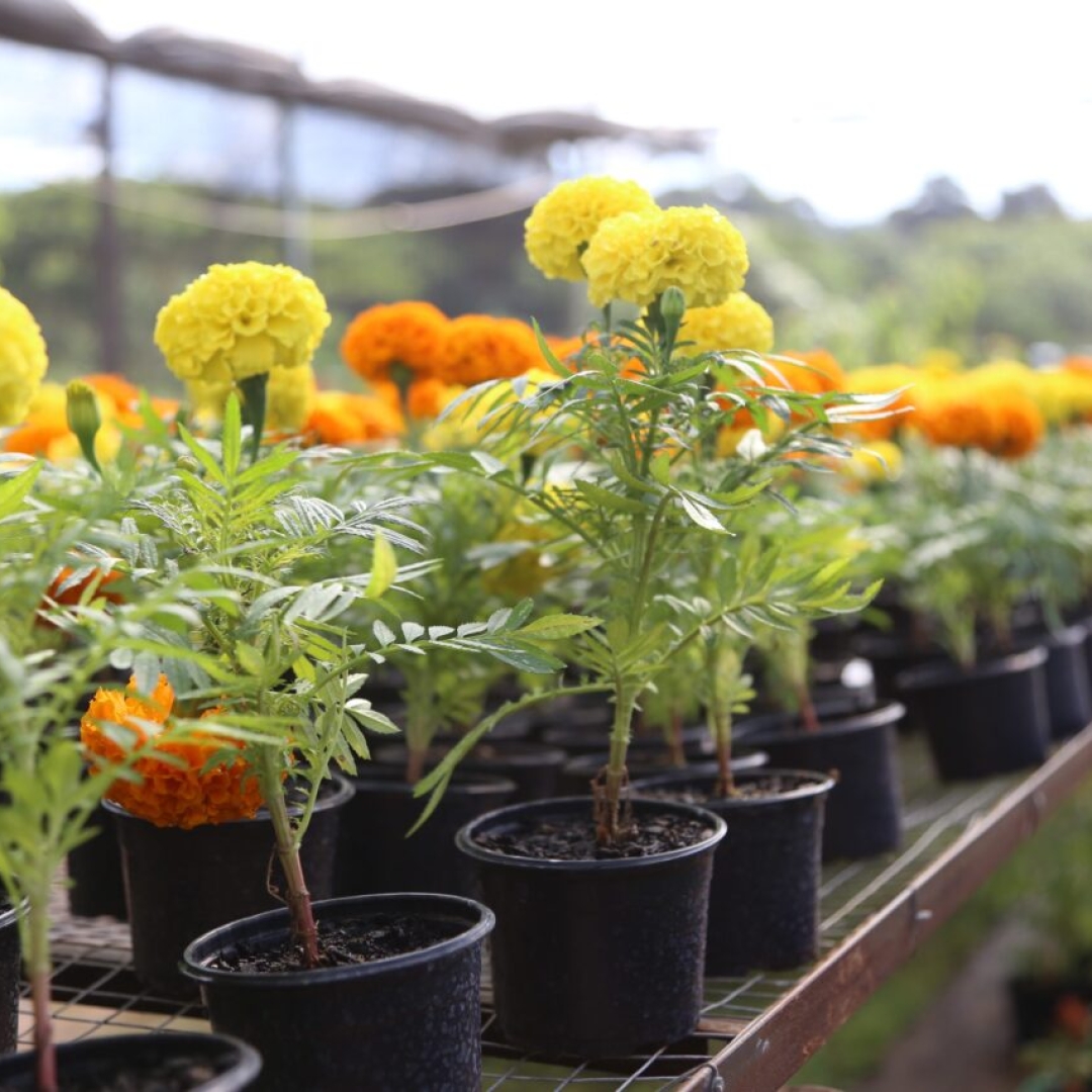 Festa das Flores em Maringá