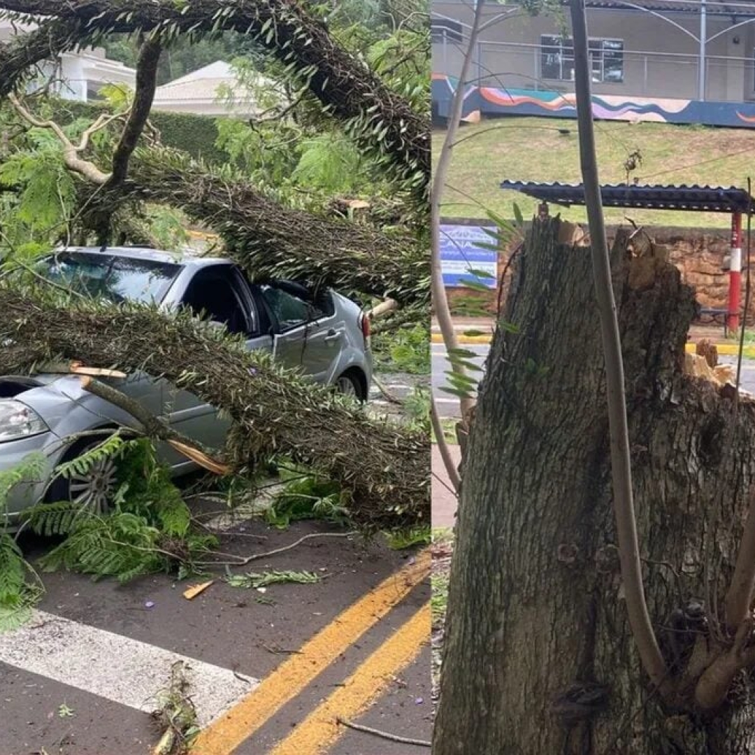 Árvore cai e atinge carro em movimento em Apucarana