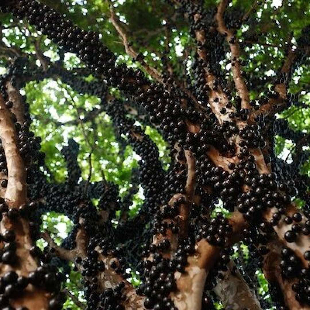 Maior pomar de jabuticaba do mundo está em cidade brasileira