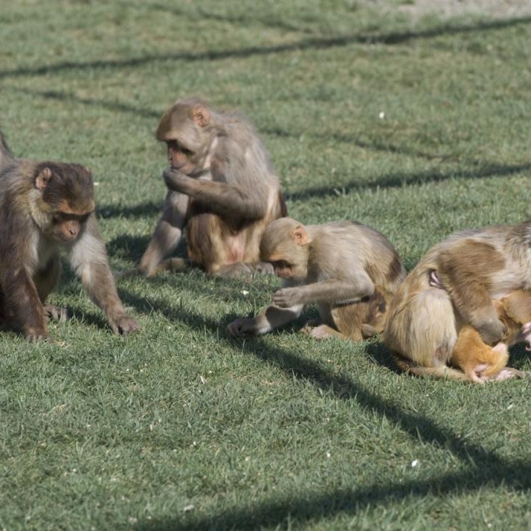 Fuga de macacos assusta cidade na Carolina do Sul