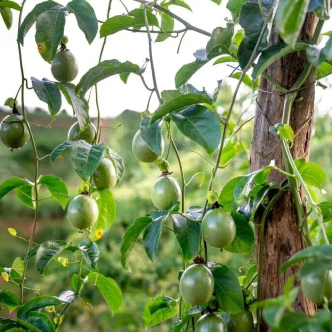 Árvores frutíferas para evitar no quintal