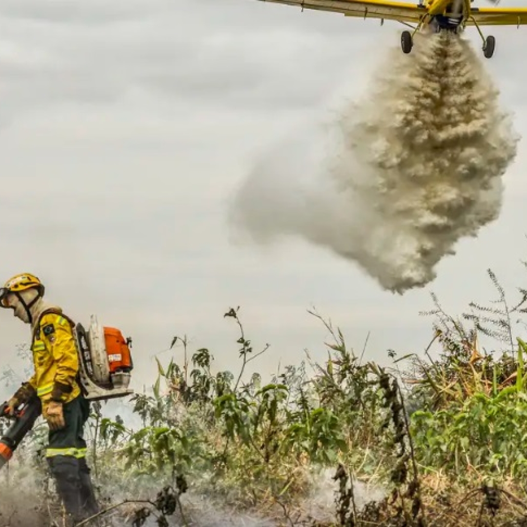 Dia Nacional do Pantanal: aumento de incêndios e diminuição de áreas alagadas