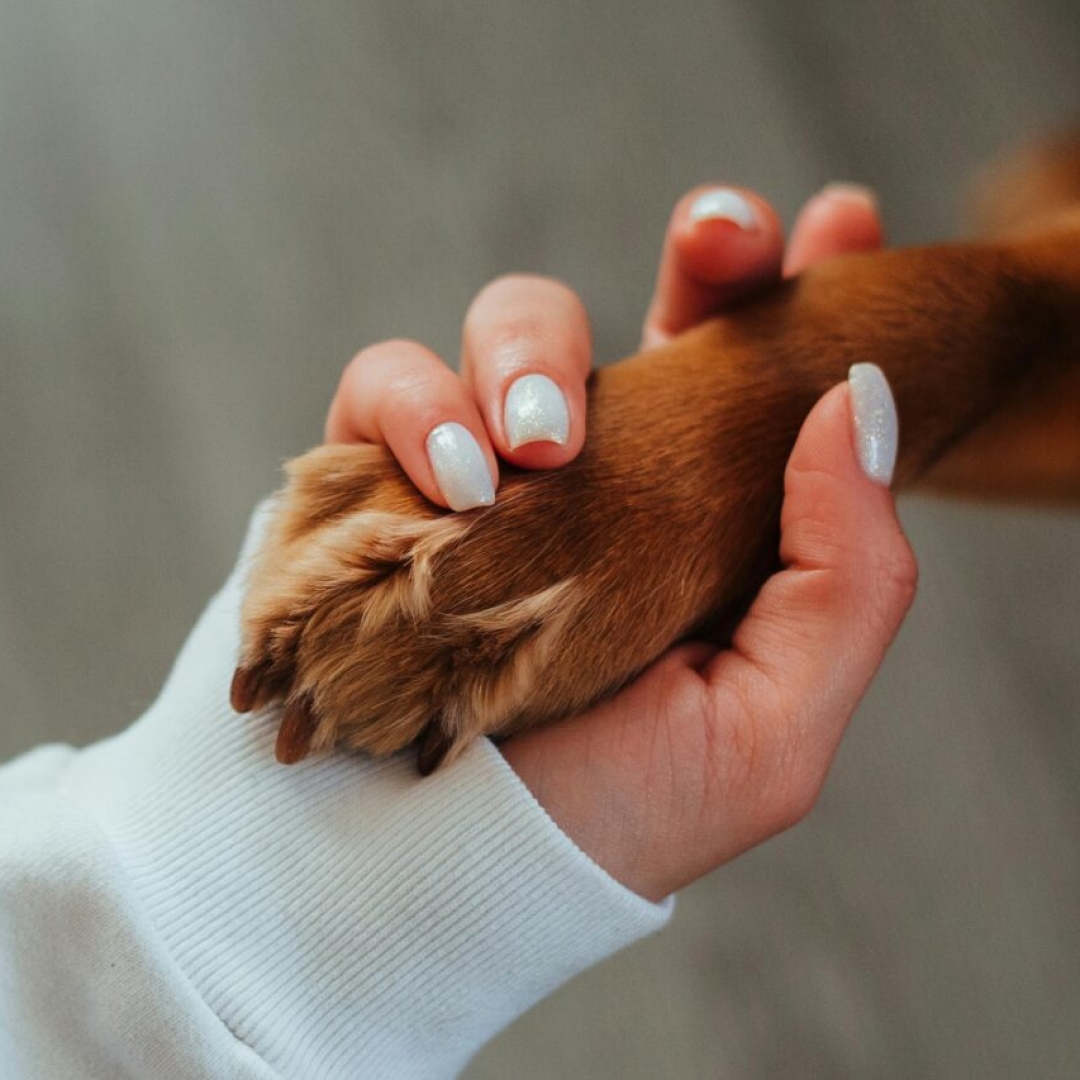 As 11 raças mais leais de cachorros