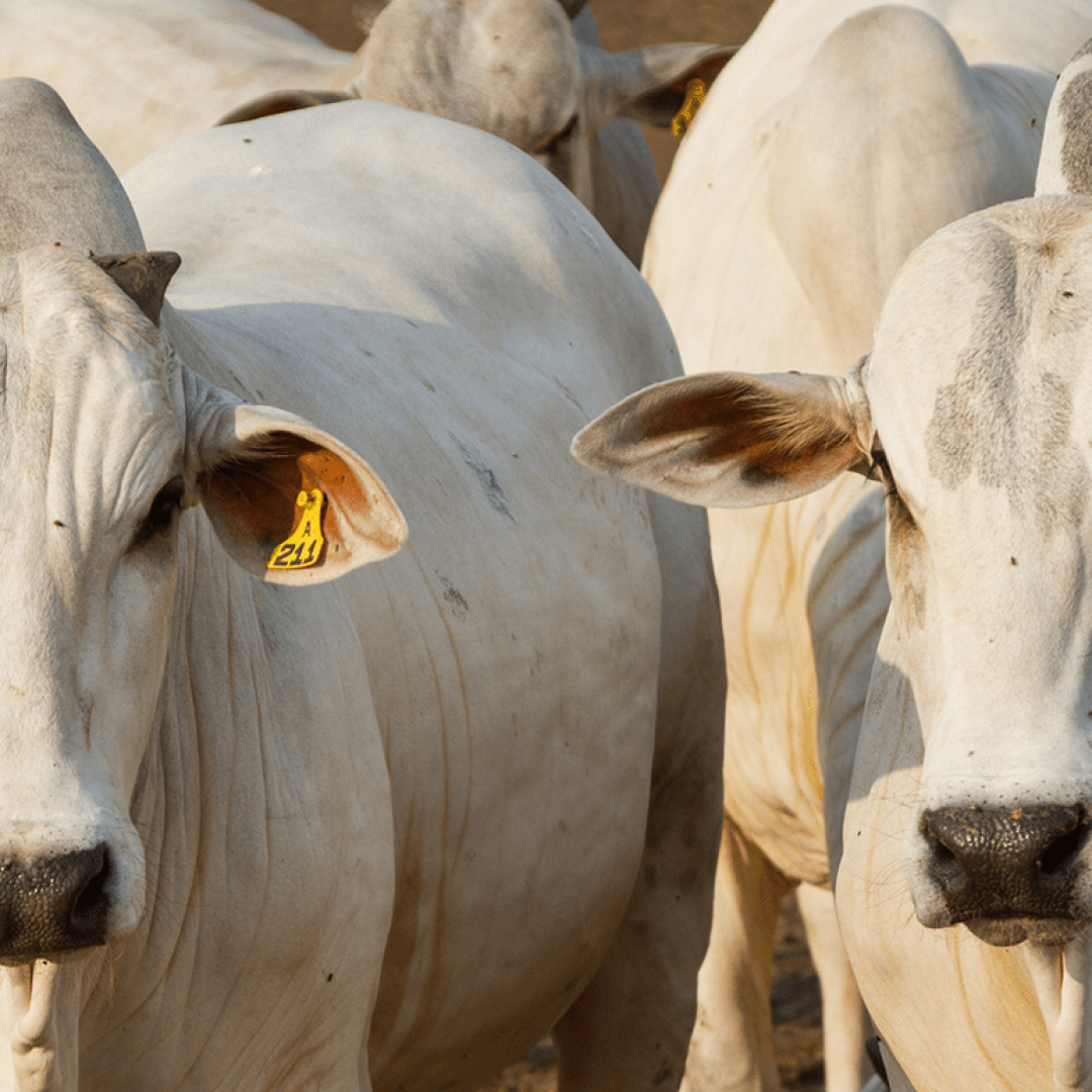 Marfrig anuncia dividendos intercalares de R$ 2,5 bilhões