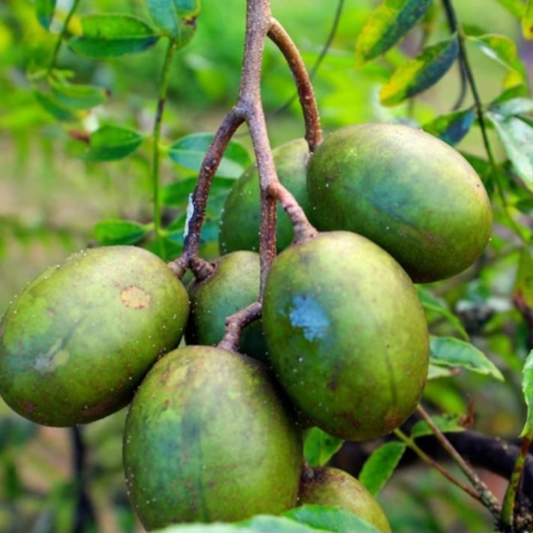 Cajá: fruta tropical rica em nutrientes