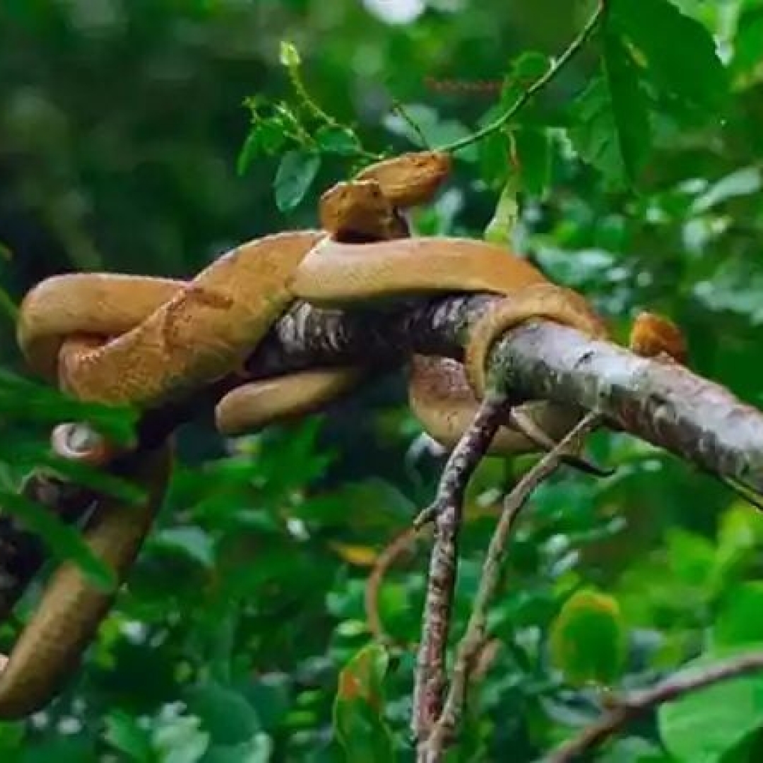 Ilha das Cobras: A história da pequena ilha brasileira dominada por serpentes