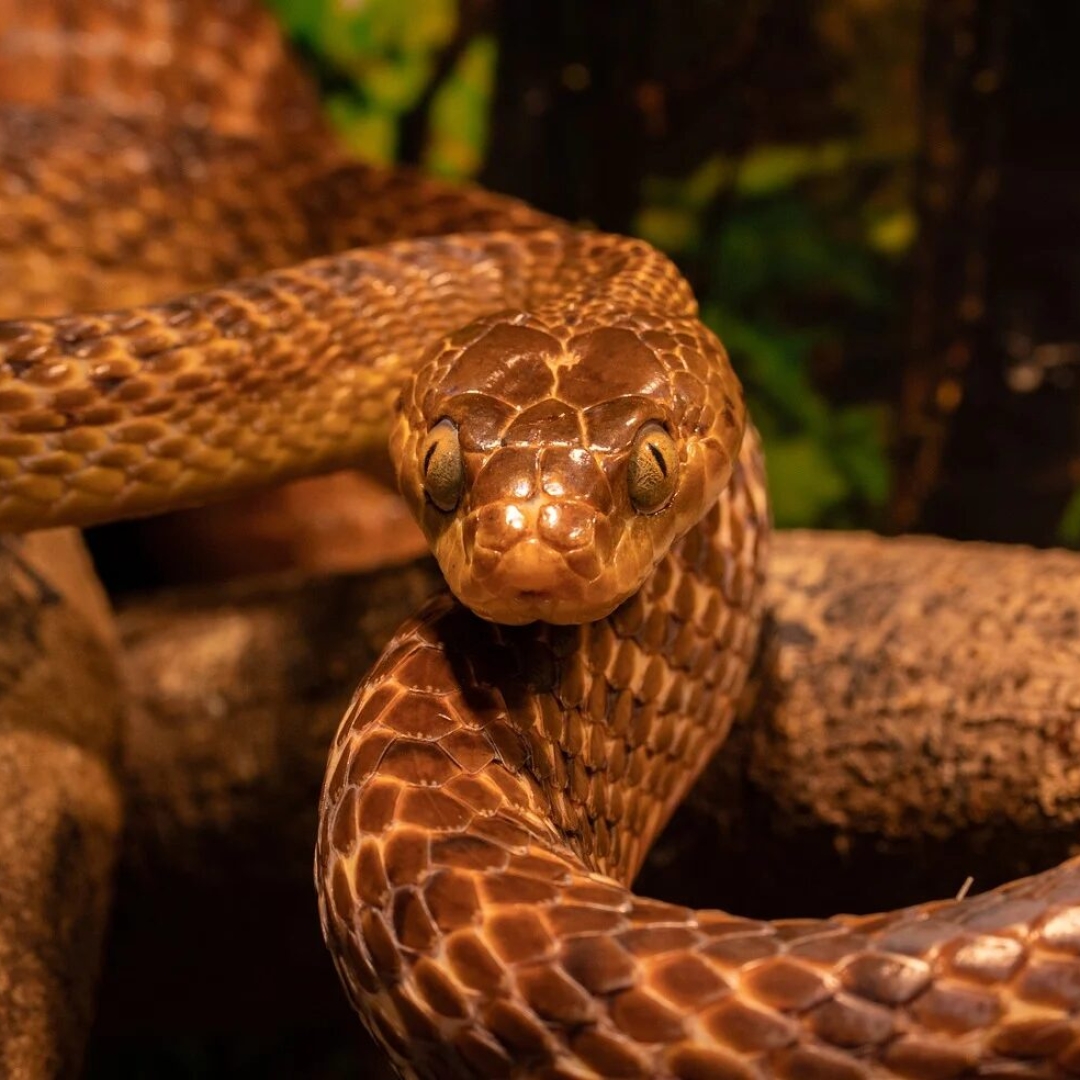 Ilha de Guam enfrenta crise ambiental devido à proliferação de cobras