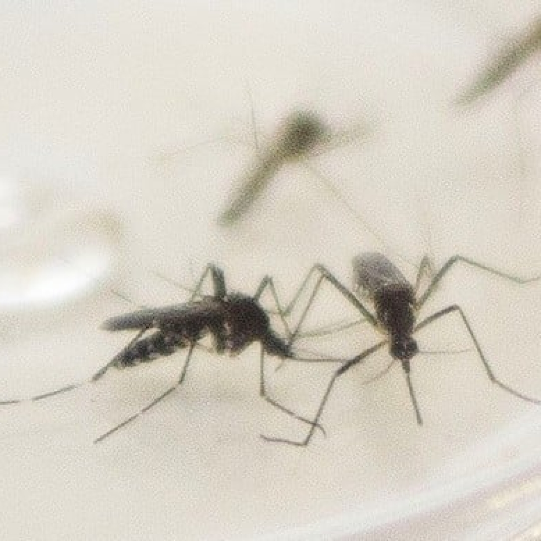 Novo informe semanal da dengue no Paraná