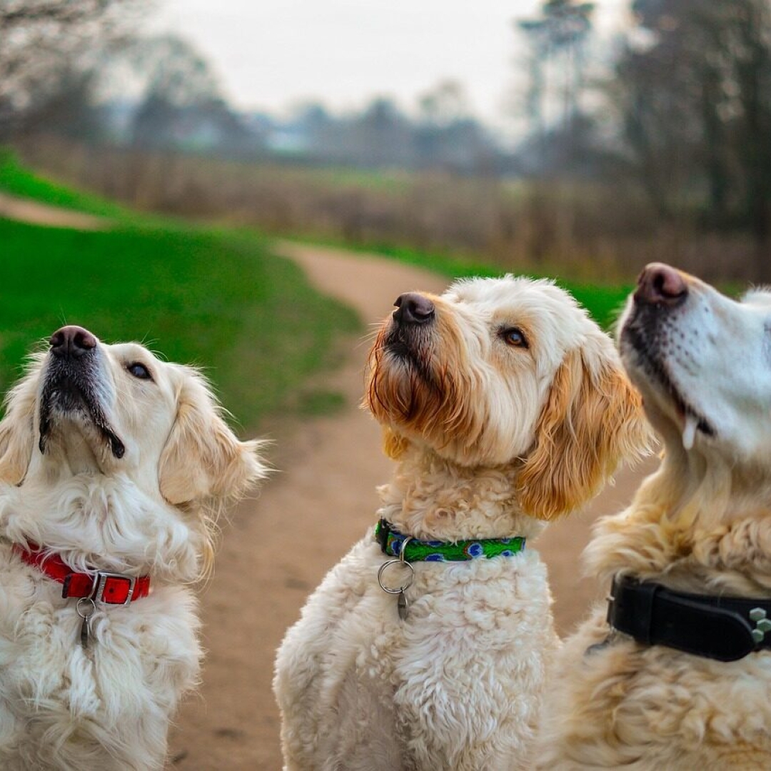 Cinco raças de cachorros que precisam de espaço