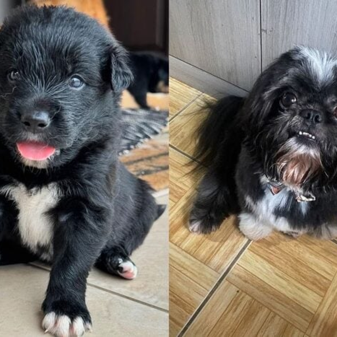 Filhotes de golden com shih tzu surpreendem com aparências variadas e peso desigual