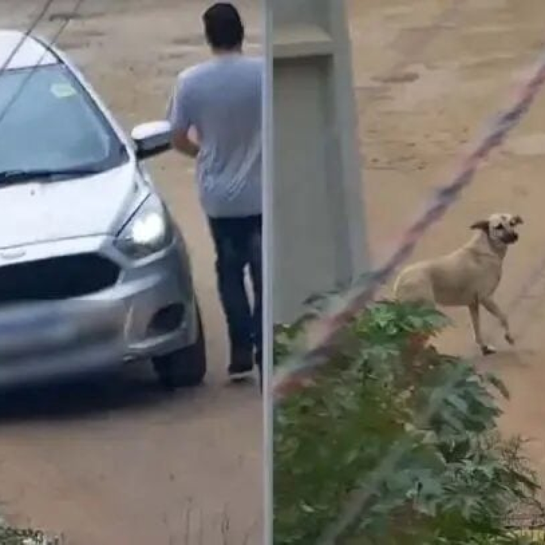 Motorista abandona dez cães em São José dos Pinhais