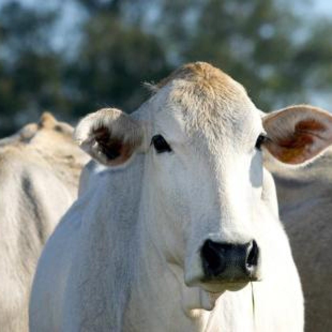 Lideranças do agronegócio planejam retaliação contra Carrefour