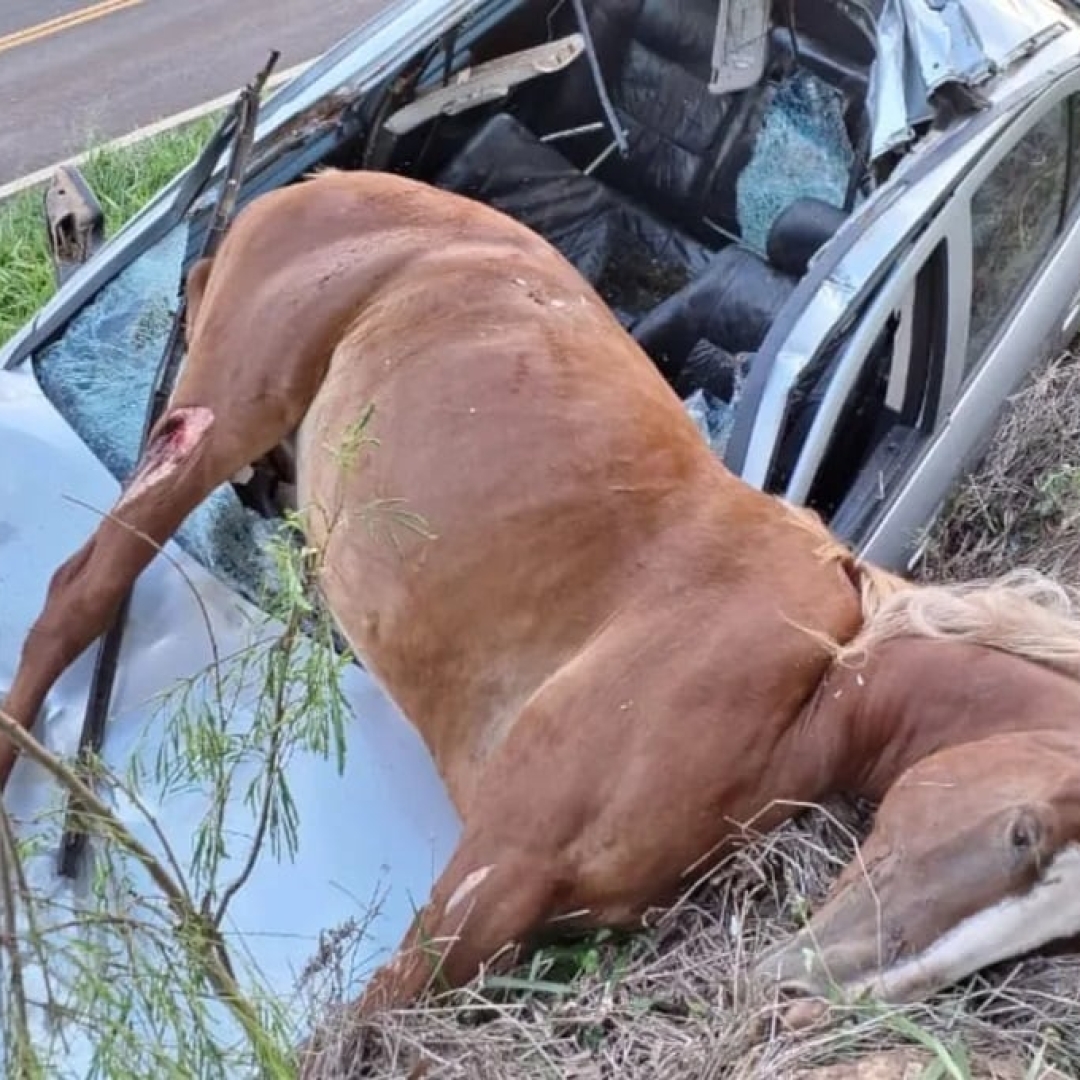 Égua morre em acidente na PR-539 em Marilândia do Sul