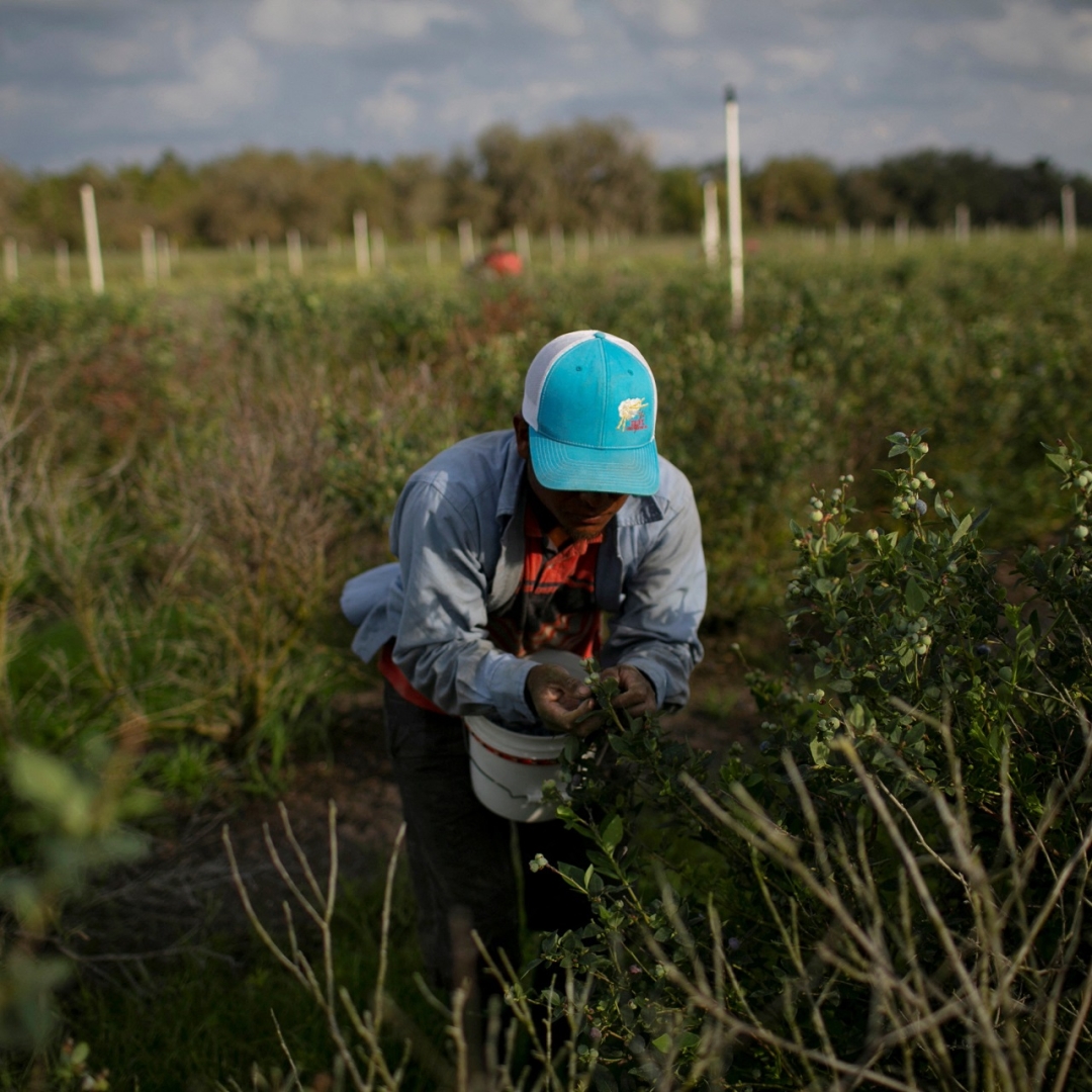 Agricultores dos EUA pedem que Trump poupe setor de deportações