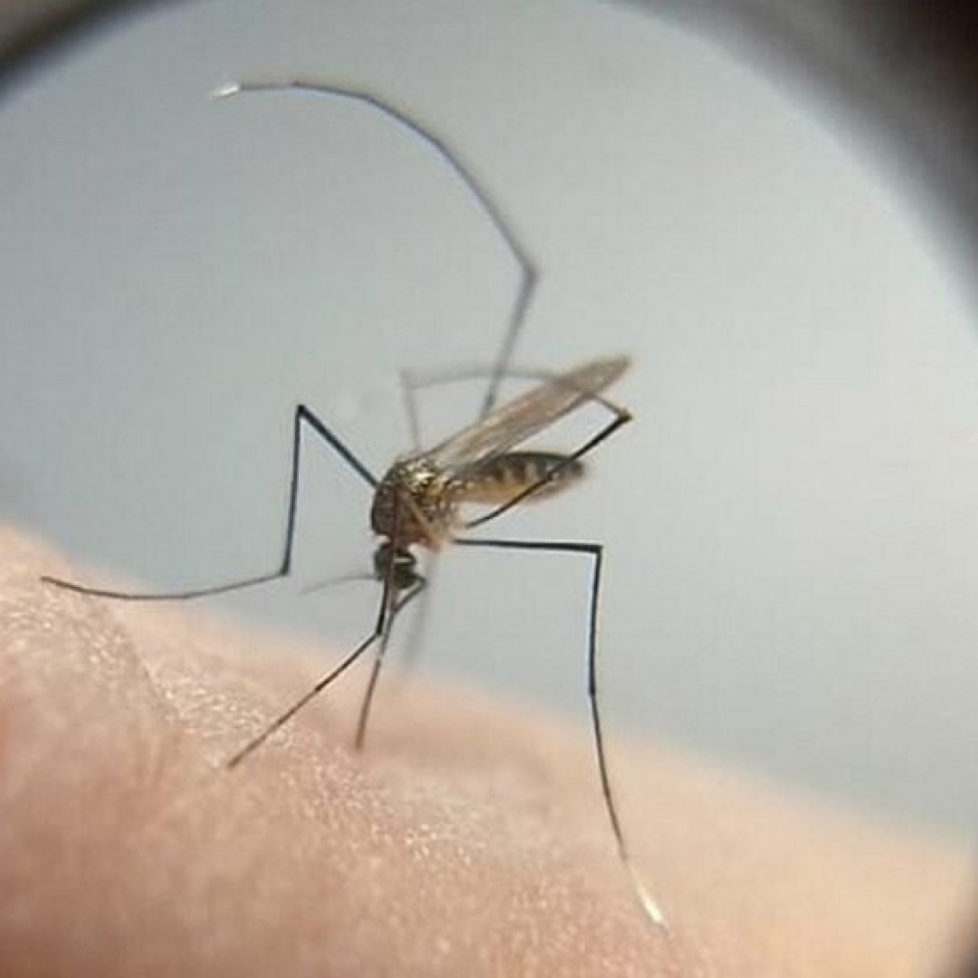 Novo informe semanal da dengue no Paraná