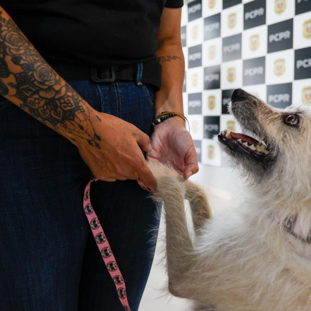 Policiais Civis adotam cachorrinha que pediu ajuda para salvar filhotes