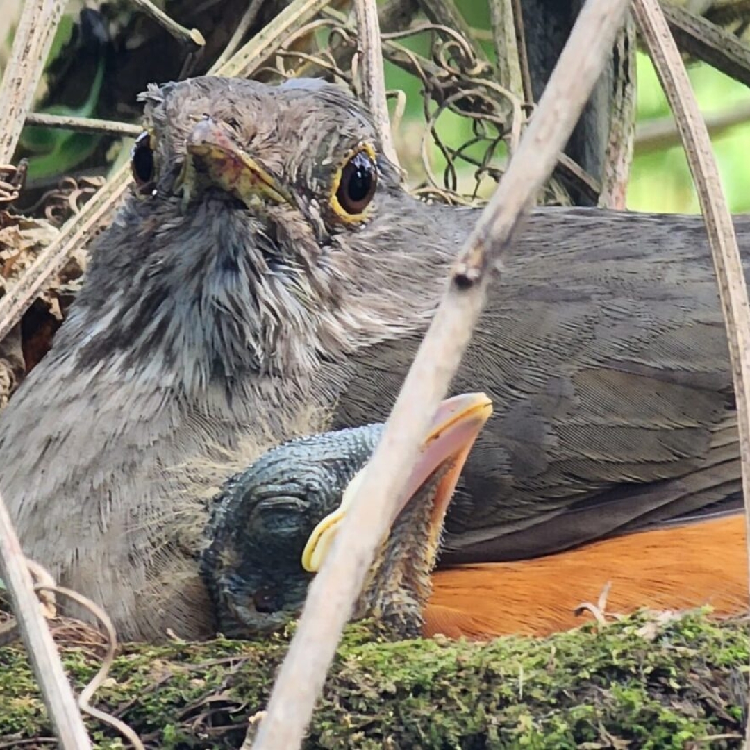 IAT orienta sobre cuidados com filhotes de aves encontrados fora do ninho