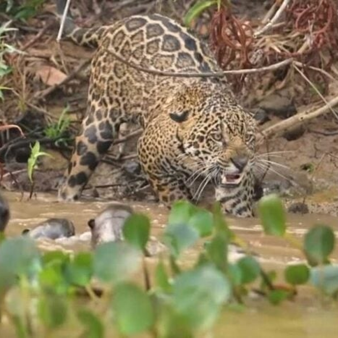 Ariranhas enfrentam onça-pintada no Pantanal