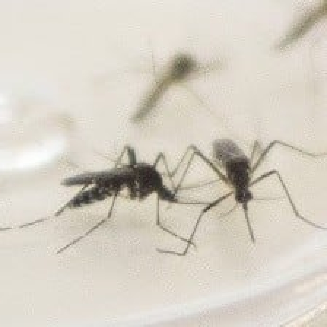 Novo informe da dengue no Paraná registra mais 301 casos e um óbito