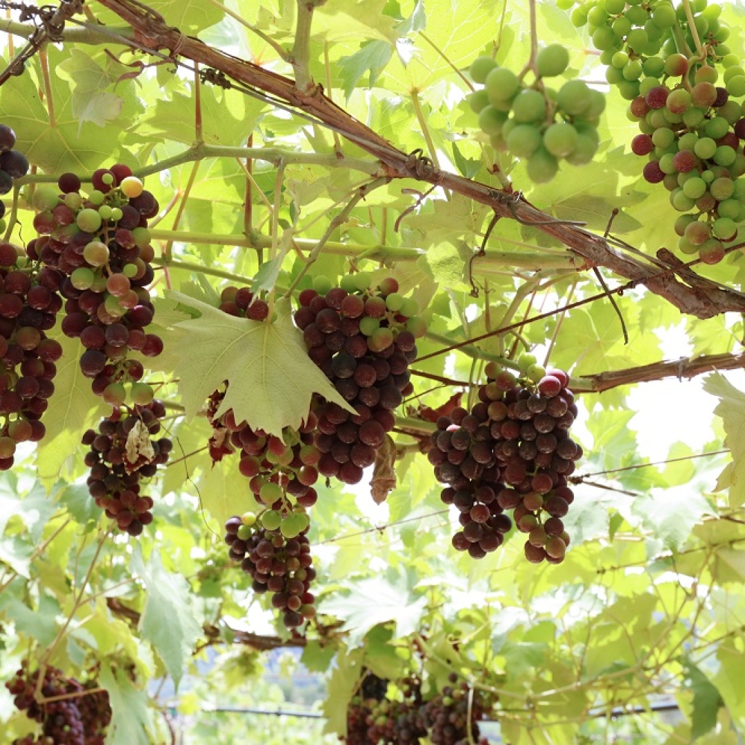 Chuvas e mudanças climáticas afetam produção de uva na Serra Gaúcha