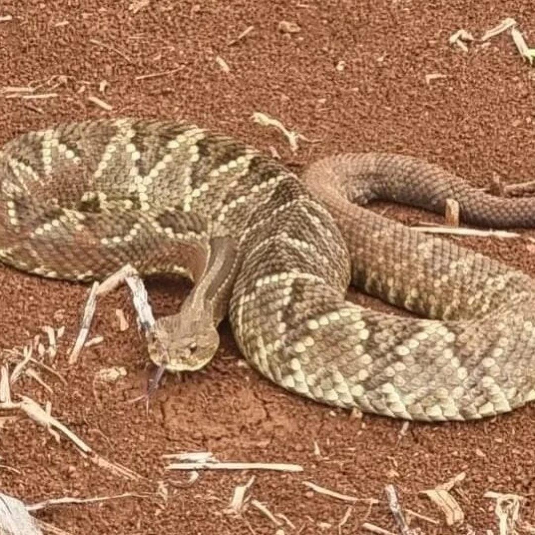 Cascavel é resgatada em propriedade rural no Paraná