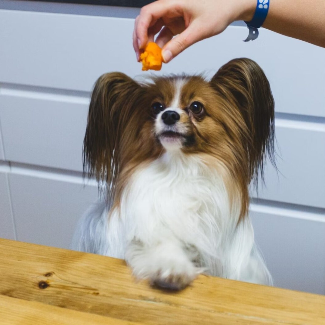 Compulsão alimentar em pets: sinais, causas e tratamento