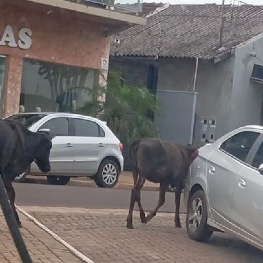 Vacas soltas causam terror em Tamboara