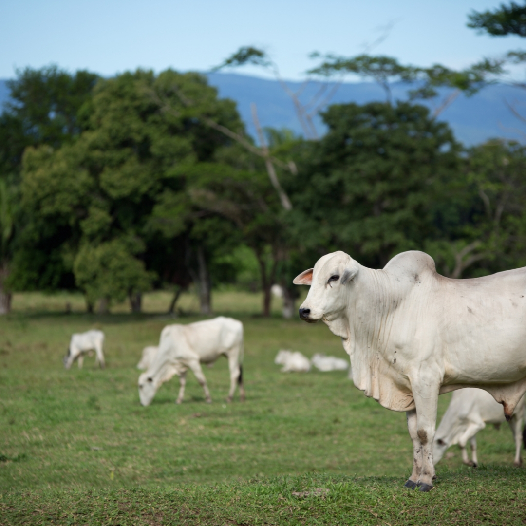 Exportação de carne bovina do Brasil à UE pode mais do que dobrar com acordo comercial