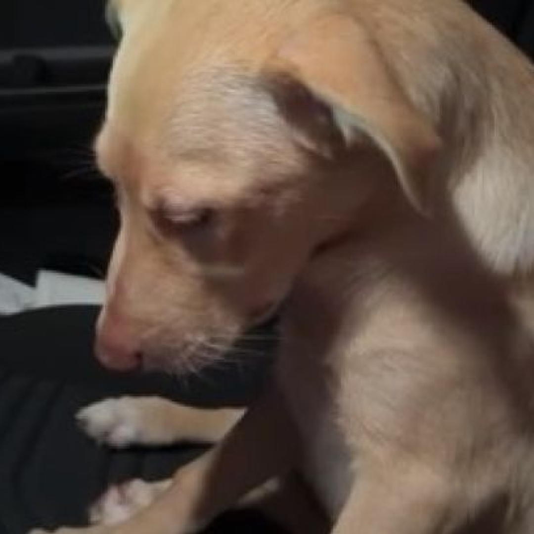 Cachorrinha ingere Rivotril por acidente e fica sonolenta