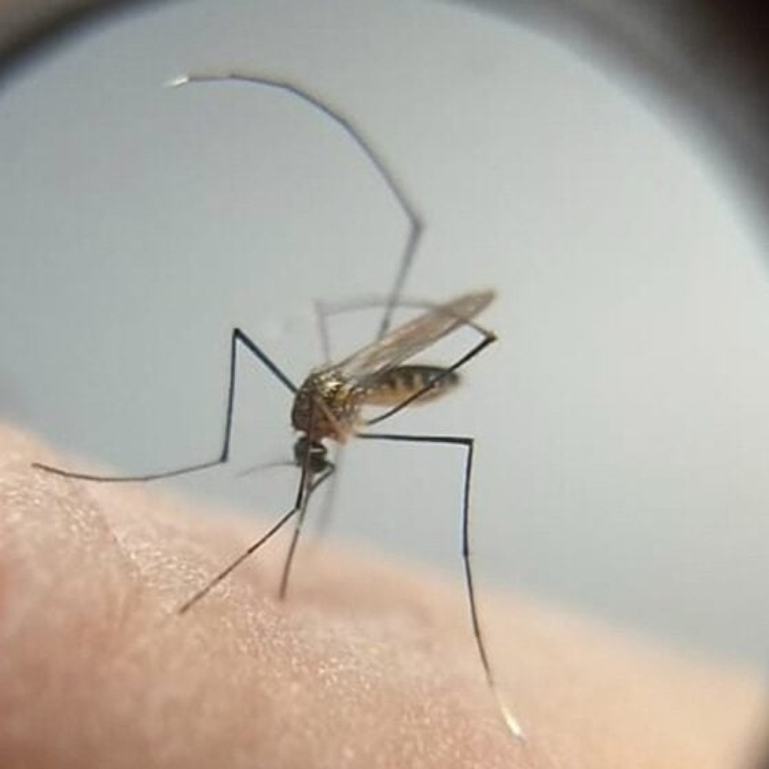 4º Levantamento de Índice de Infestação do Aedes Aegypti em Maringá