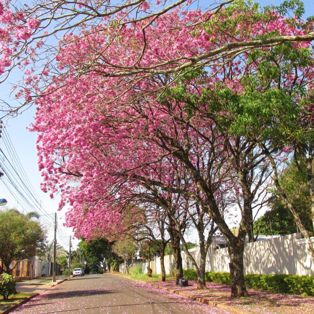 Tempo estável na maior parte do Paraná nesta quinta-feira