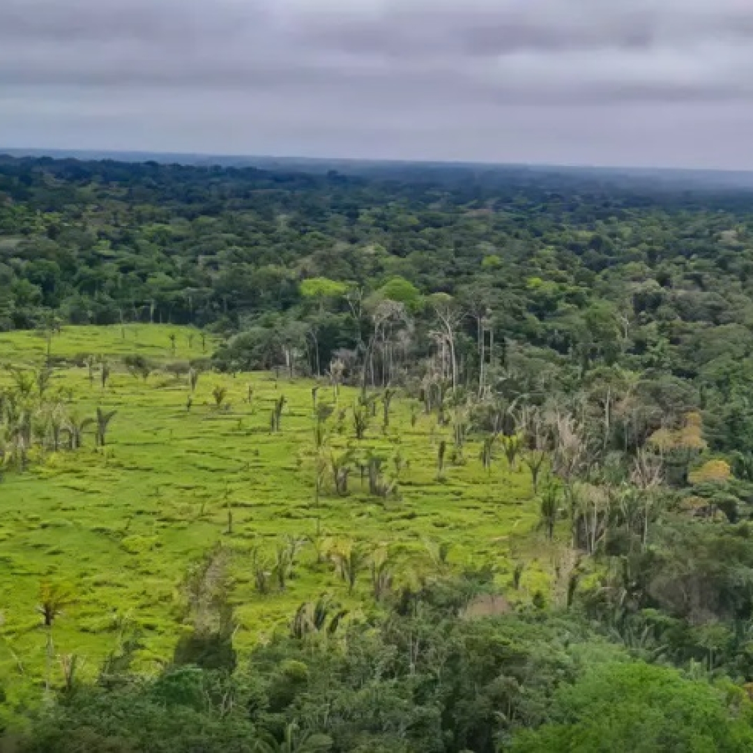 Brasil cria mercado regulado de carbono