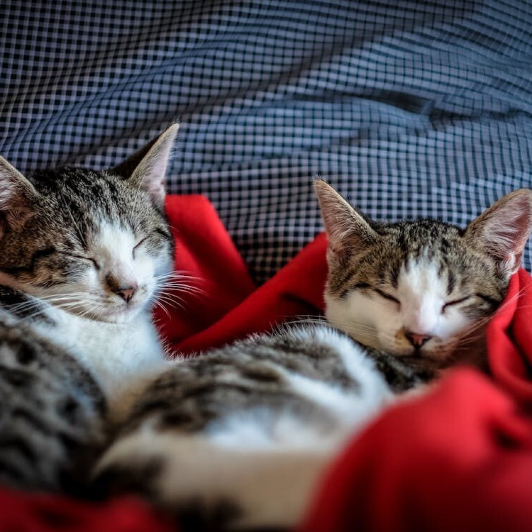 Fim de ano pode causar mais doenças em gatos; saiba como evitar