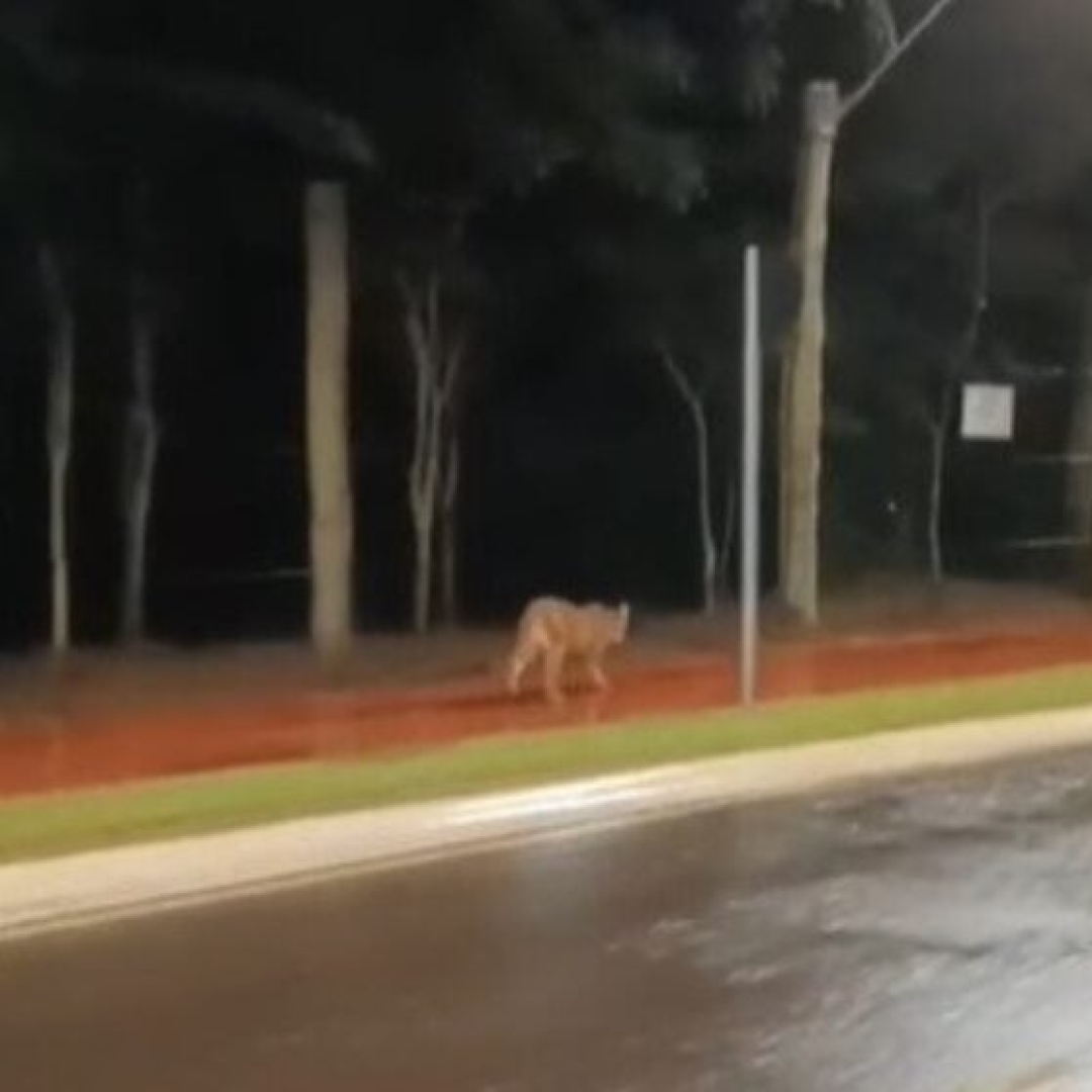 Onça-parda é avistada em estrada de Cianorte