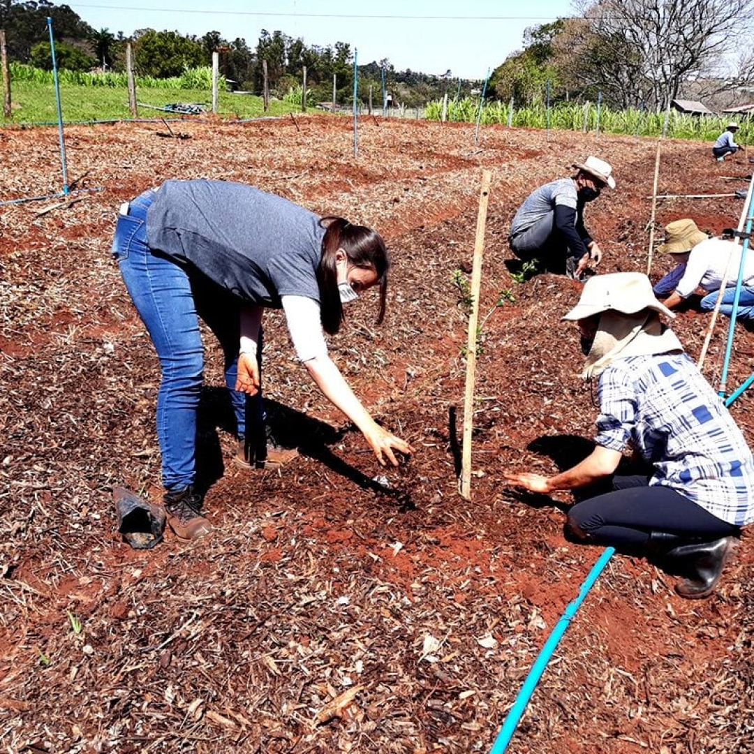 Setor de Agroecologia da FEI da UEM completa 20 anos