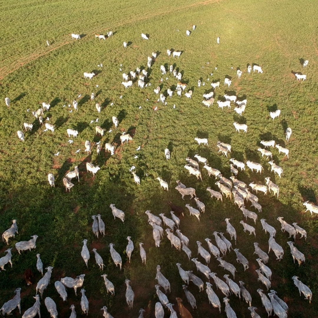 Governo uruguaio impede venda de plantas da Marfrig para a Minerva