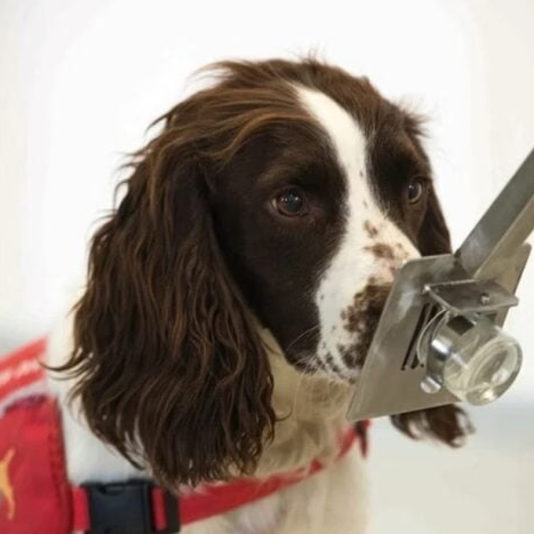 Cães podem detectar câncer pela urina de outros cachorros