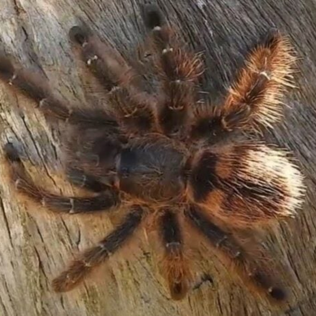 Homem é denunciado por enviar animais silvestres pelos Correios