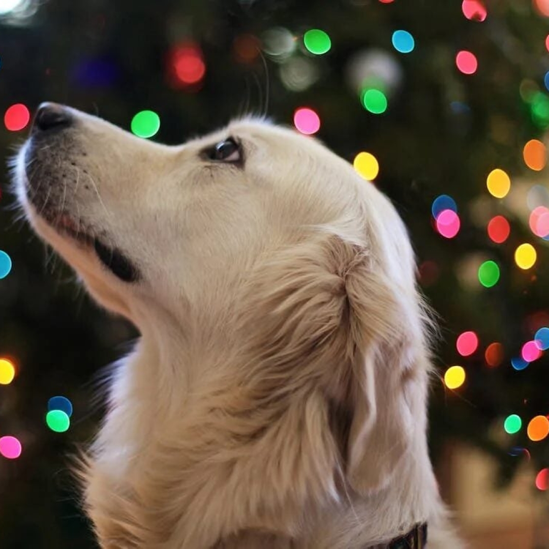 5 enfeites de Natal perigosos para pets