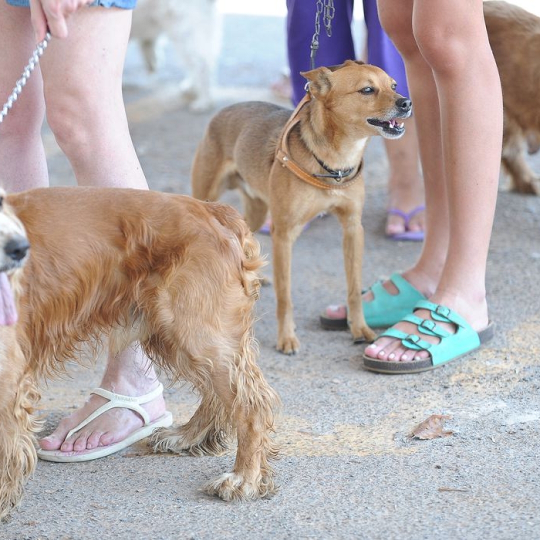 Cadastro Nacional de Animais Domésticos é sancionado pelo Governo Federal