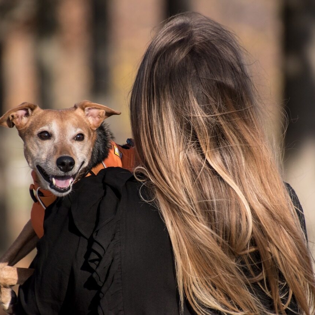 Cadastro Nacional de Animais Domésticos é criado no Brasil