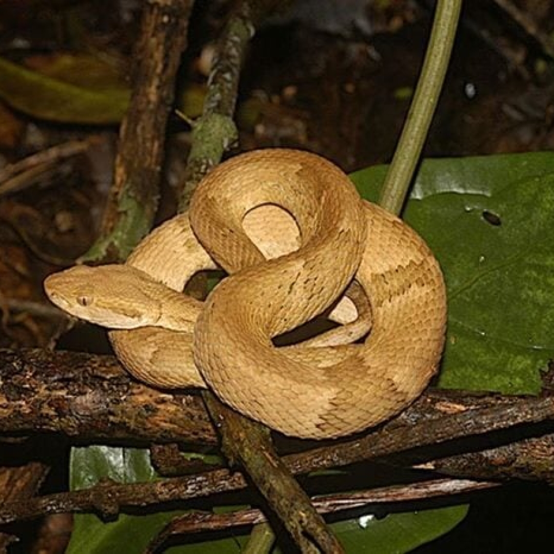 Ilha das Cobras em São Paulo: um refúgio de serpentes perigosas