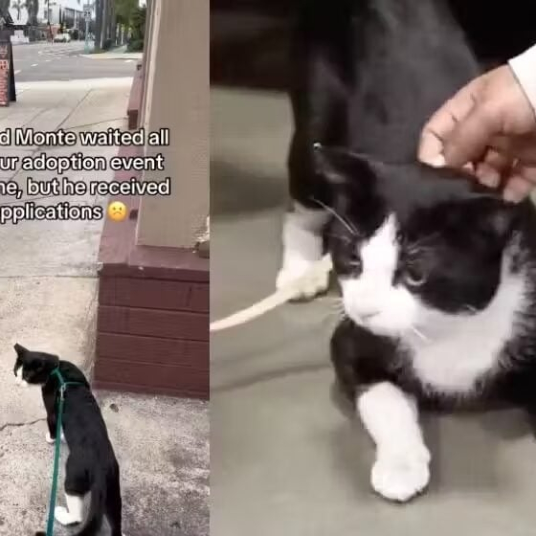 Gatinho rejeitado em feira de adoção encontra um lar amoroso