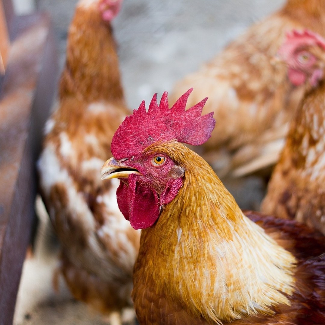 Brasil pode exportar proteína de aves e mucopolissacarídeo