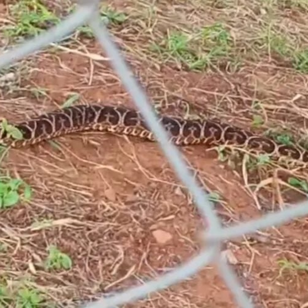 Cobra venenosa avistada em escola municipal de Ponta Grossa