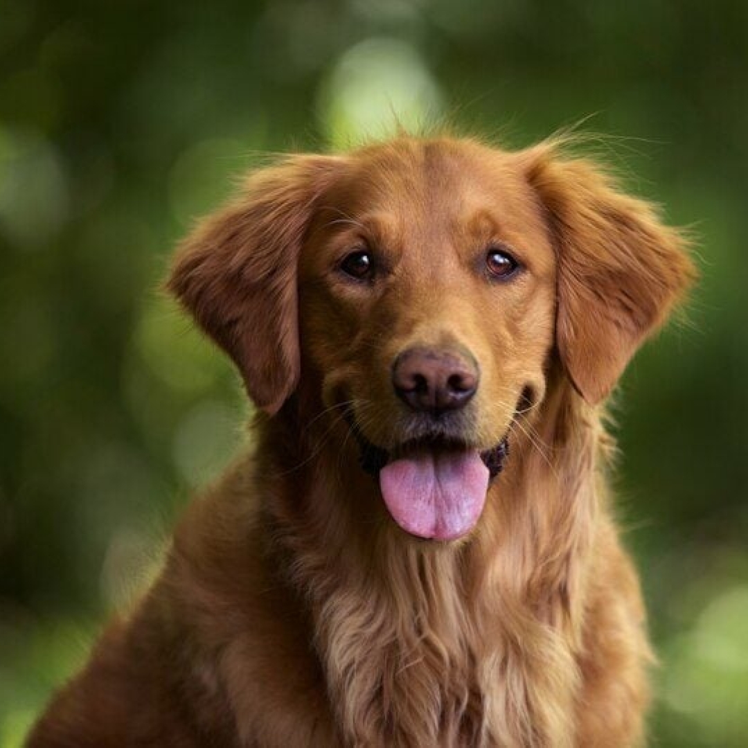 As 5 raças de cães mais leais aos tutores