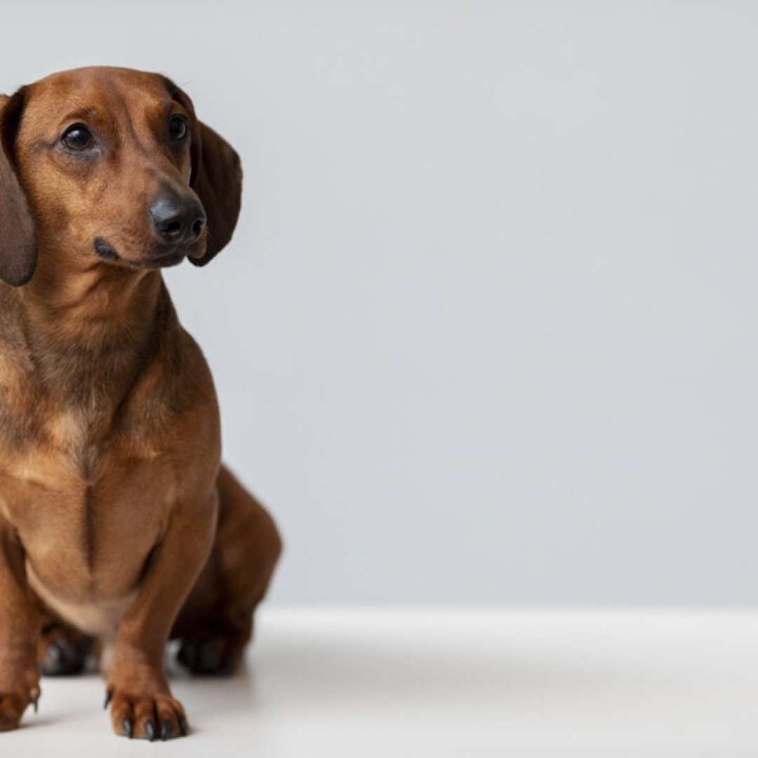 Veterinário alerta sobre raças de cachorro com saúde frágil