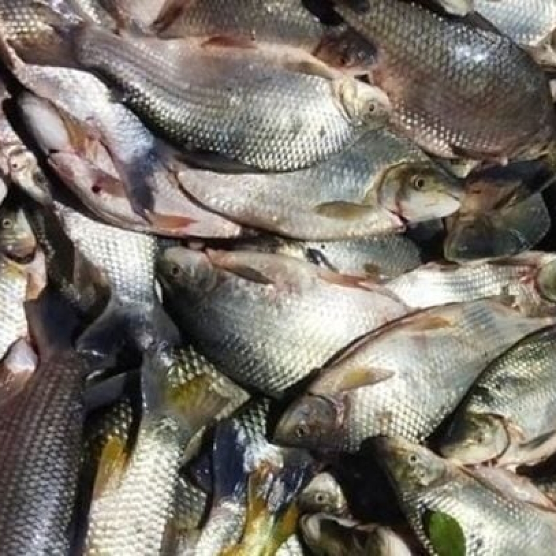 Dois homens presos por pesca ilegal em São Paulo