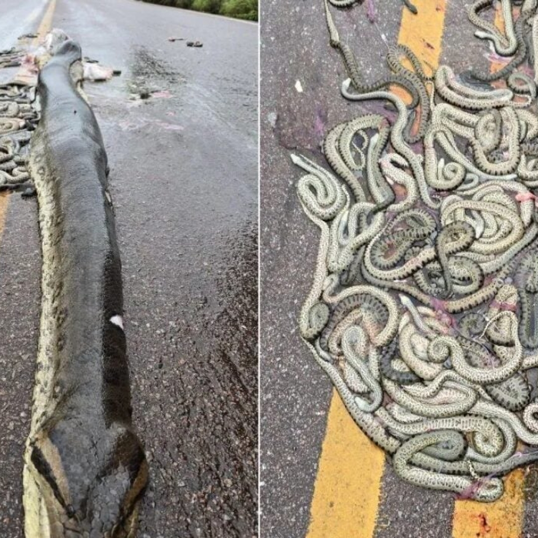 Sucuri-verde grávida morre em rodovia